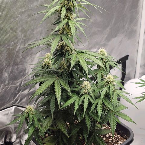 Royal Dwarf Automatic growlog timeline photo