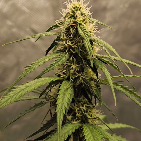 Royal Dwarf Automatic growlog timeline photo