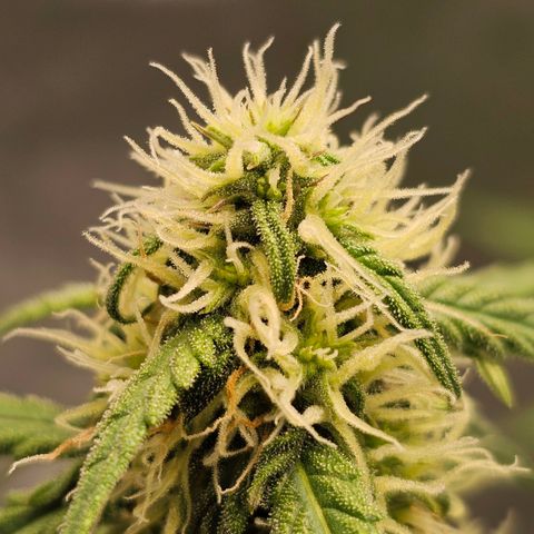 Royal Dwarf Automatic growlog timeline photo