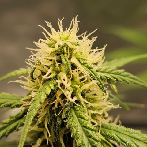 Royal Dwarf Automatic growlog timeline photo