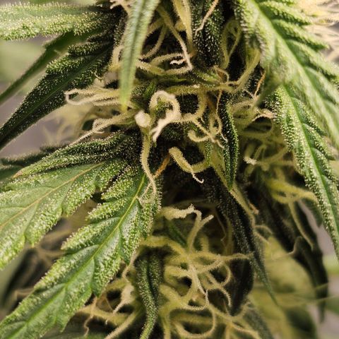 Royal Dwarf Automatic growlog timeline photo