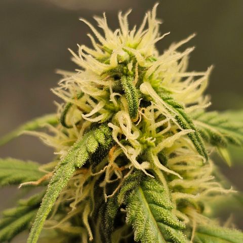 Royal Dwarf Automatic growlog timeline photo