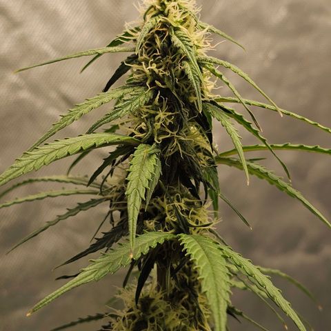 Royal Dwarf Automatic growlog timeline photo