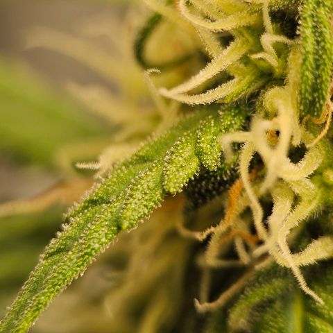 Royal Dwarf Automatic growlog timeline photo