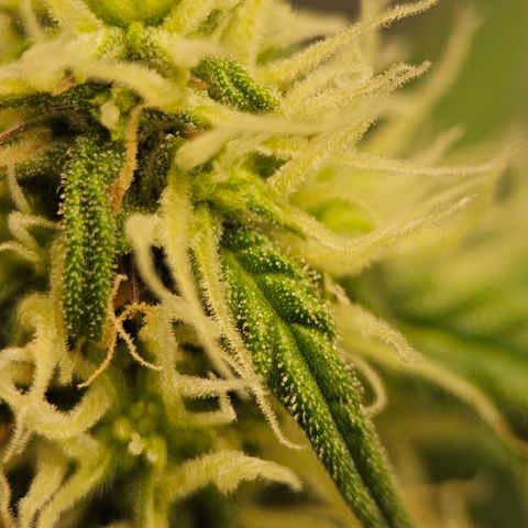 Royal Dwarf Automatic growlog timeline photo