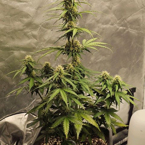 Royal Dwarf Automatic growlog timeline photo