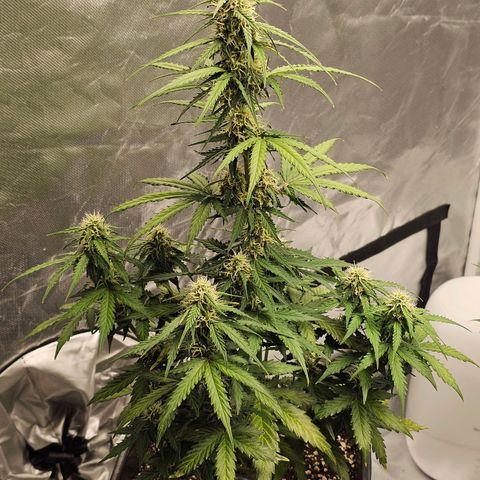 Royal Dwarf Automatic growlog timeline photo