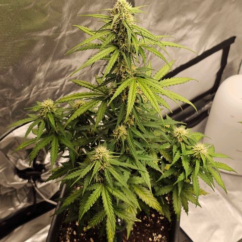 Royal Dwarf Automatic growlog timeline photo