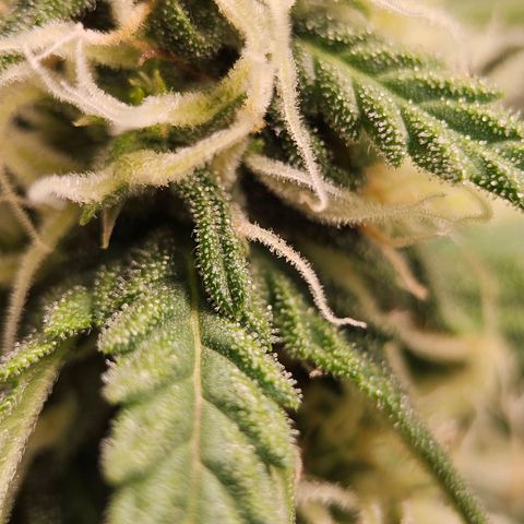 Royal Dwarf Automatic growlog timeline photo