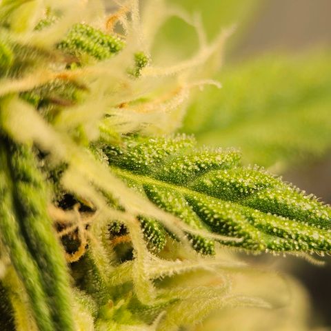Royal Dwarf Automatic growlog timeline photo