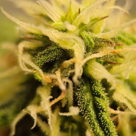 Royal Dwarf Automatic growlog timeline photo