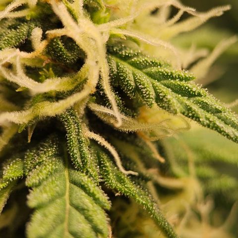 Royal Dwarf Automatic growlog timeline photo