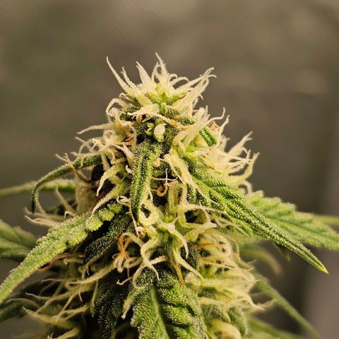 Royal Dwarf Automatic growlog timeline photo