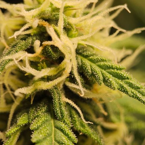 Royal Dwarf Automatic growlog timeline photo