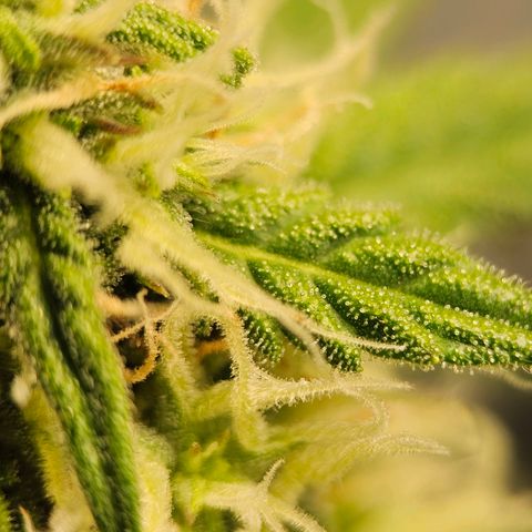 Royal Dwarf Automatic growlog timeline photo
