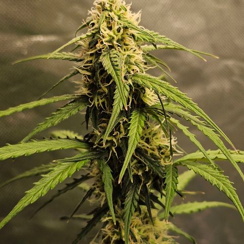 Royal Dwarf Automatic growlog timeline photo