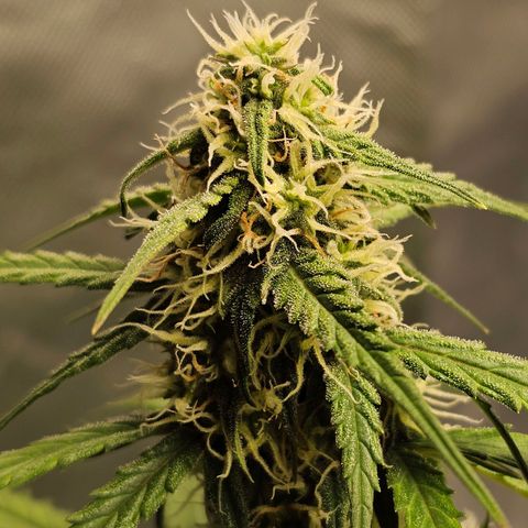 Royal Dwarf Automatic growlog timeline photo