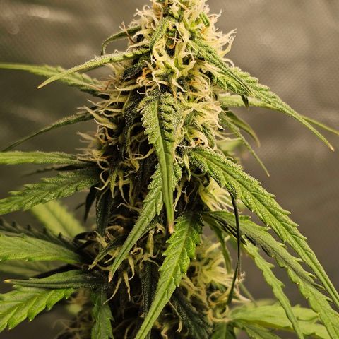 Royal Dwarf Automatic growlog timeline photo