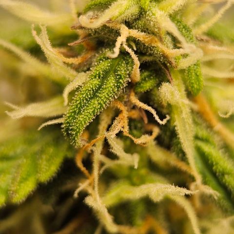 Royal Dwarf Automatic growlog timeline photo