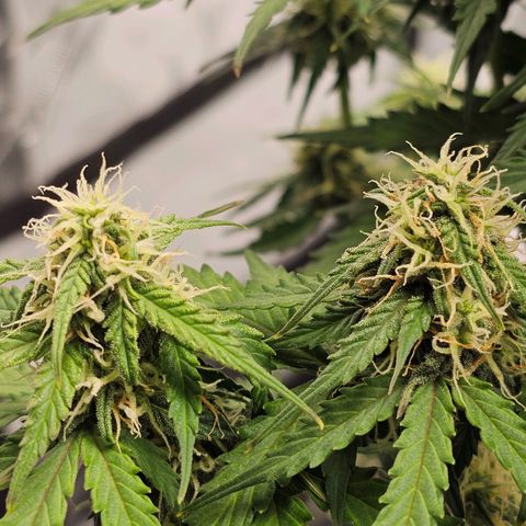 Royal Dwarf Automatic growlog timeline photo