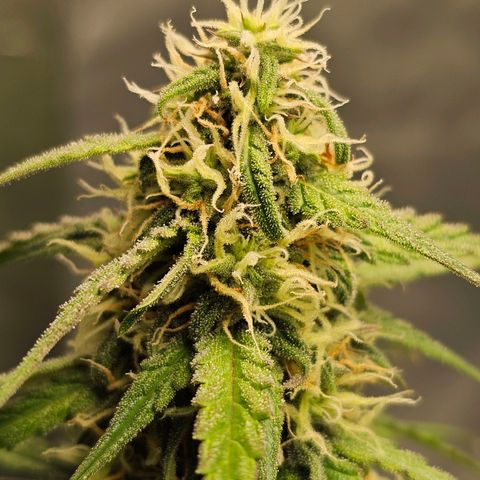 Royal Dwarf Automatic growlog timeline photo