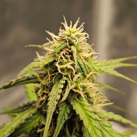 Royal Dwarf Automatic growlog timeline photo
