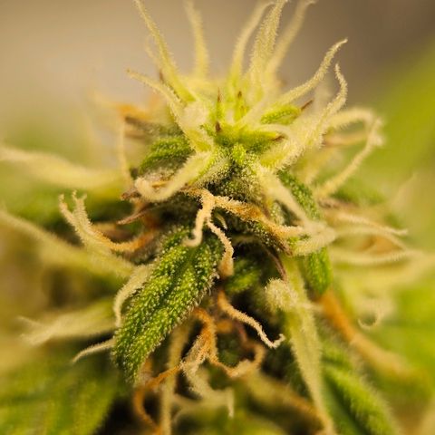 Royal Dwarf Automatic growlog timeline photo