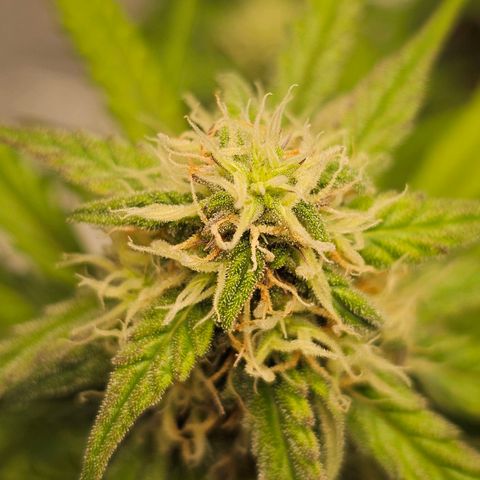 Royal Dwarf Automatic growlog timeline photo