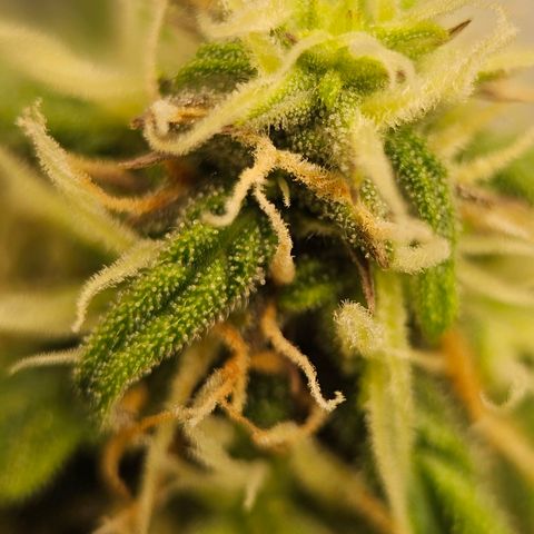 Royal Dwarf Automatic growlog timeline photo