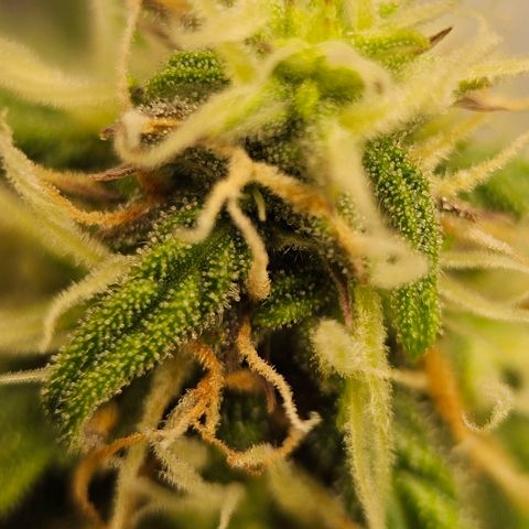 Royal Dwarf Automatic growlog timeline photo