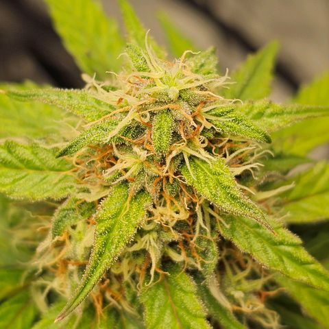 Royal Dwarf Automatic growlog timeline photo