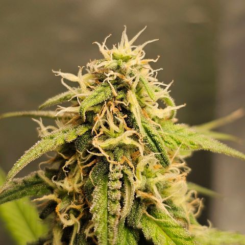Royal Dwarf Automatic growlog timeline photo
