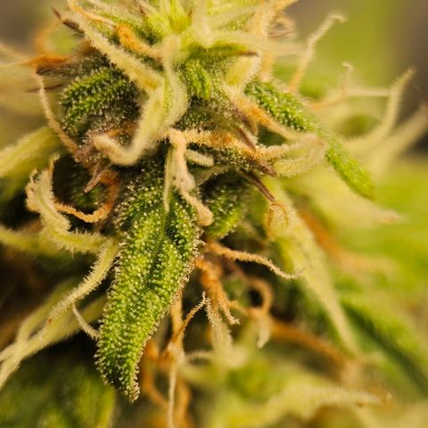 Royal Dwarf Automatic growlog timeline photo