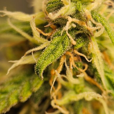 Royal Dwarf Automatic growlog timeline photo