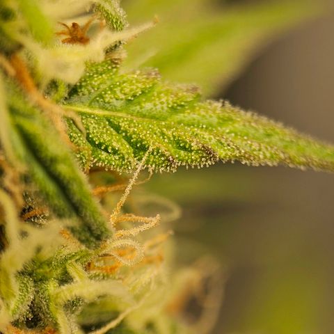 Royal Dwarf Automatic growlog timeline photo