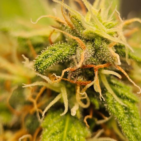 Royal Dwarf Automatic growlog timeline photo