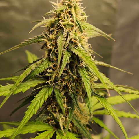 Royal Dwarf Automatic growlog timeline photo