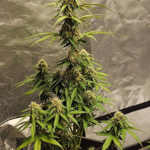 Royal Dwarf Automatic growlog timeline photo