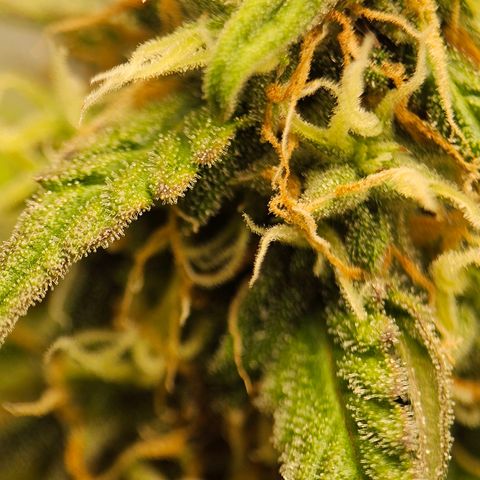 Royal Dwarf Automatic growlog timeline photo
