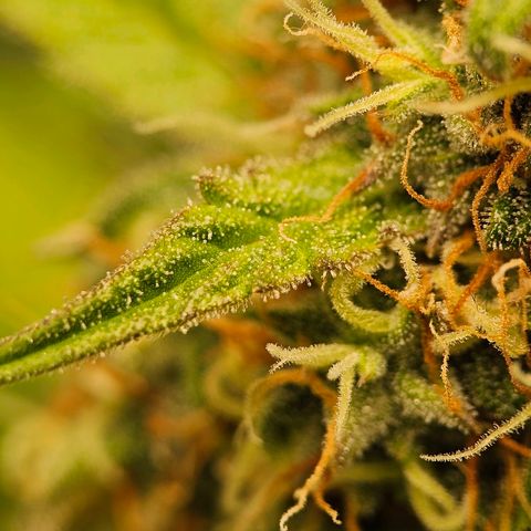 Royal Dwarf Automatic growlog timeline photo