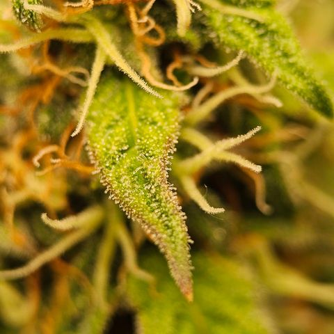 Royal Dwarf Automatic growlog timeline photo