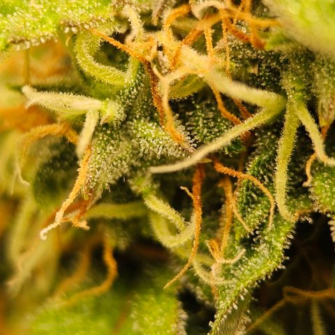 Royal Dwarf Automatic growlog timeline photo