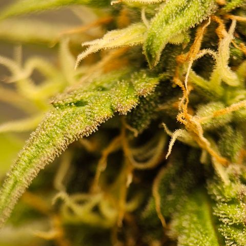Royal Dwarf Automatic growlog timeline photo