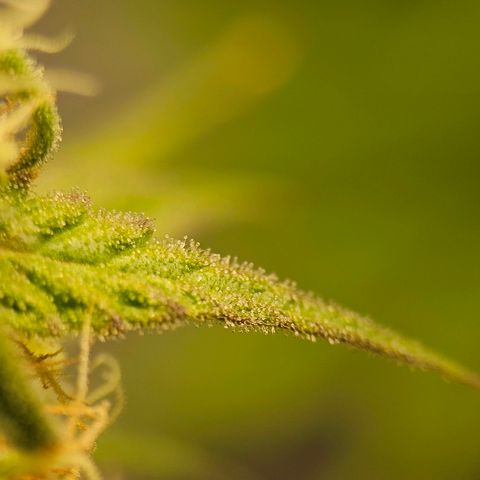 Royal Dwarf Automatic growlog timeline photo