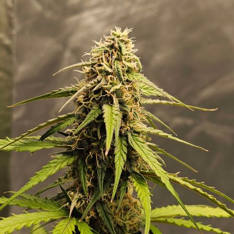 Royal Dwarf Automatic growlog timeline photo