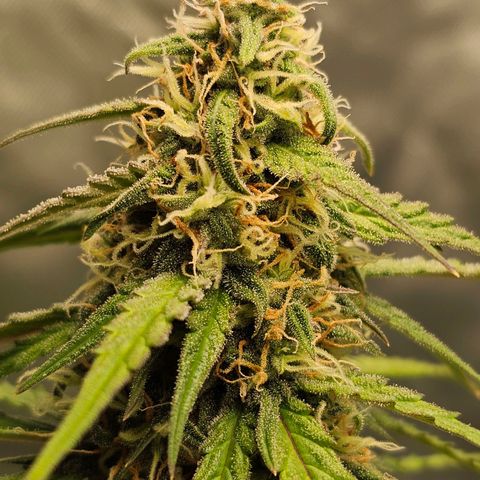 Royal Dwarf Automatic growlog timeline photo
