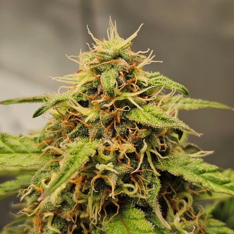 Royal Dwarf Automatic growlog timeline photo