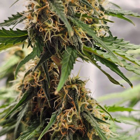 Royal Dwarf Automatic growlog timeline photo