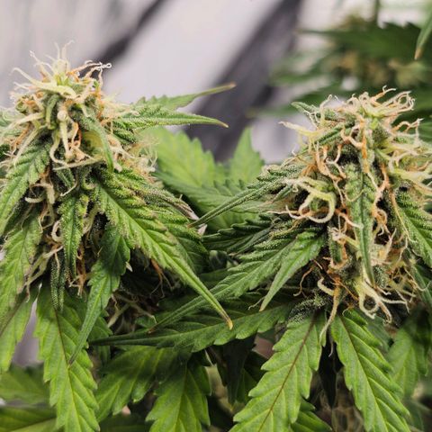 Royal Dwarf Automatic growlog timeline photo