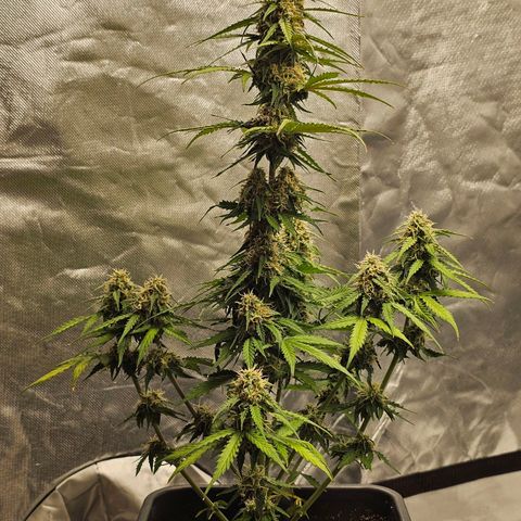 Royal Dwarf Automatic growlog timeline photo